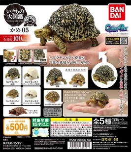 万代正版扭蛋生物大图鉴龟类05 仿真关节可动乌龟公仔 现货