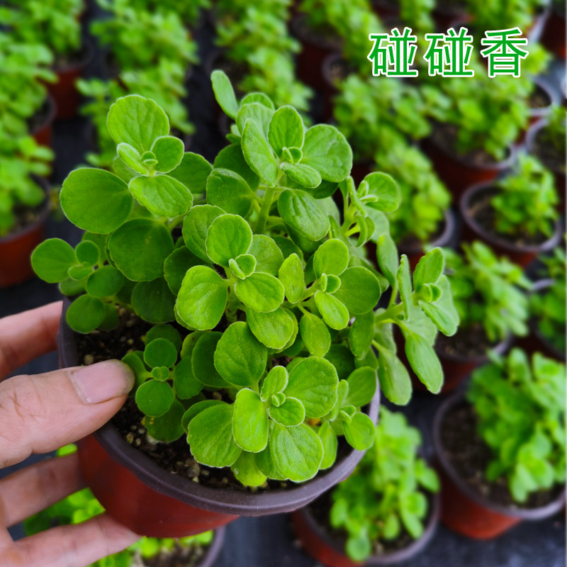 一抹香碰碰盆栽植物驱蚊提神醒脑