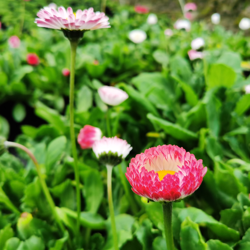 小雏菊盆栽开花机器四季易种阳台室外耐寒花卉菊花小苗球形花