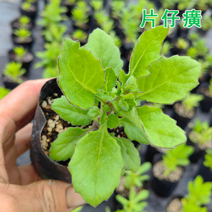盆栽可食用蔬菜绿植白凤菜小苗榨汁泡茶饮 漳州片仔癀草苗
