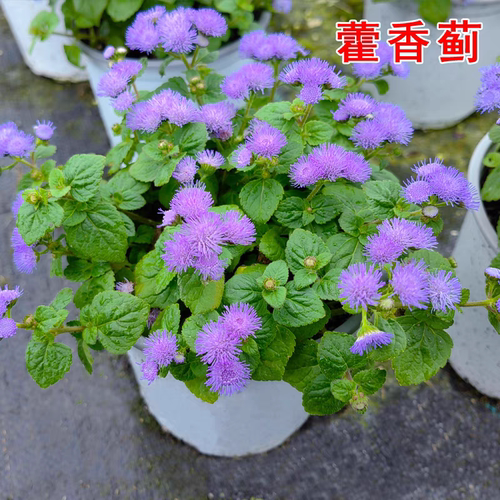 藿香蓟小苗盆栽一枝香花期长美观