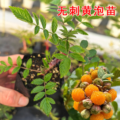 云南无刺黄泡苗黑泡树莓苗易活多年生当年结果带营养钵原土