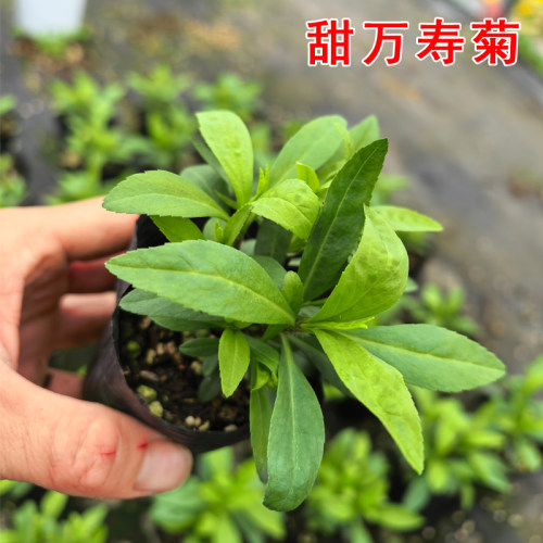 甜万寿菊苗食用香草