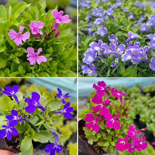 带花苞六倍利花苗庭院