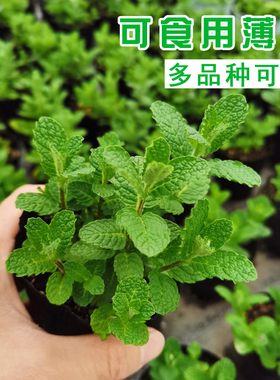 可食用香草苹果薄荷苗柠檬薄荷盆栽胡椒薄荷叶四季驱蚊种植小苗