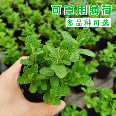 食用香草柠檬薄荷盆栽留兰香