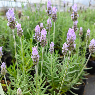齿叶薰衣草花苗 香草植物花卉盆栽阔叶薰衣草苗 普罗旺斯