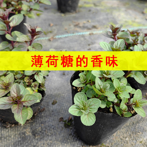 可食用清凉口感糖果薄荷苗