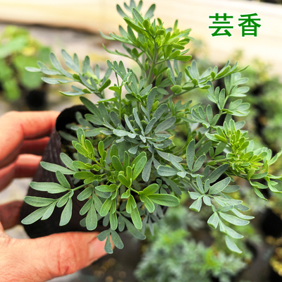 可食用芸香苗驱虫驱蚊盆栽