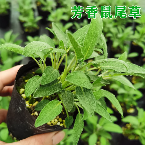 食用香草芳香鼠尾草盆栽香草