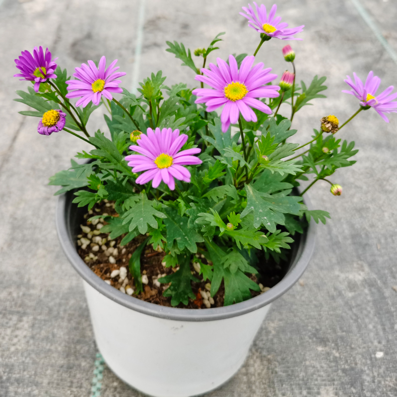 姬小菊盆栽苗多年生草本花卉