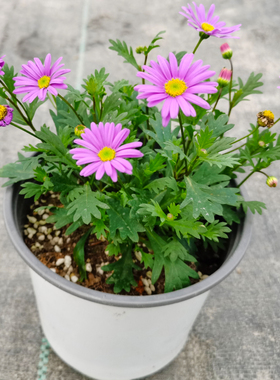 小紫色花姬小菊盆栽苗 多年生草本花卉花多花期长小苗易活易爆盆