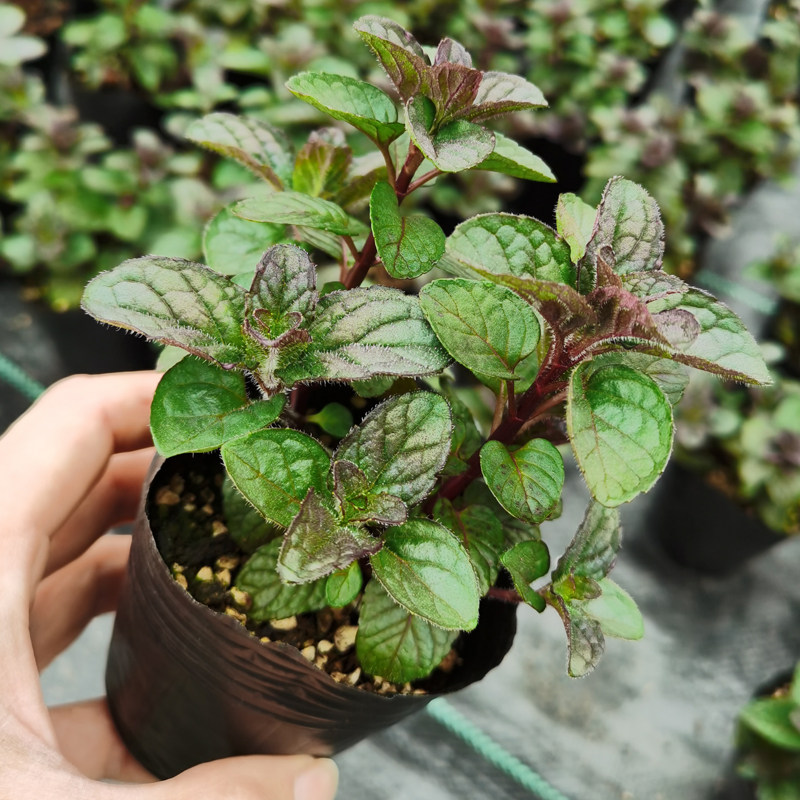 浆果奶油薄荷苗食用香草盆栽泡茶冷饮配料装饰清新口感阳台绿植