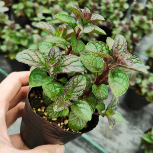 浆果奶油薄荷苗食用香草盆栽泡茶冷饮配料装饰清新口感阳台绿植