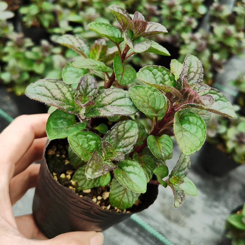 食用浆果奶油薄荷苗香草植物盆栽