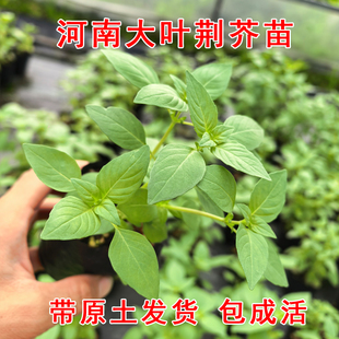 河南大叶荆芥苗可食用荆介活苗阳台盆栽新鲜秧苗带土带根
