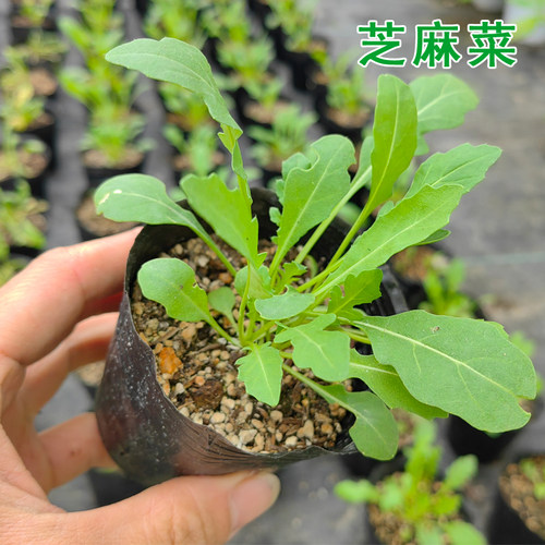 芝麻香味小叶芝麻菜苗