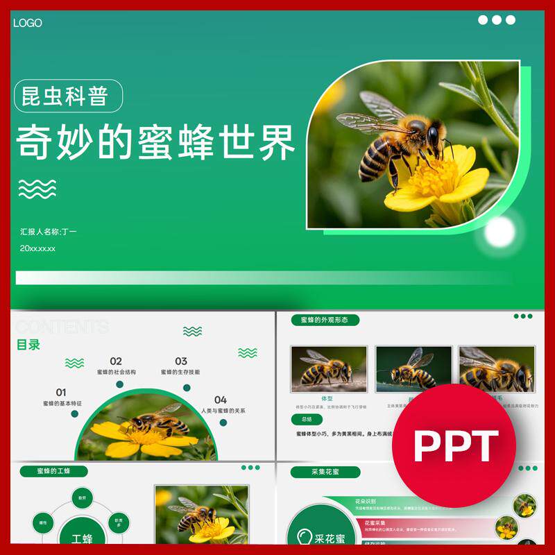 蜜蜂科普知识介绍讲解ppt自然科学班会昆虫科普ppt
