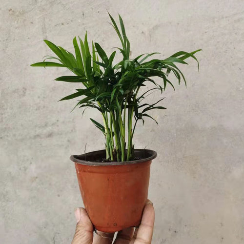 散尾葵植物盆栽夏威夷竹子客厅含