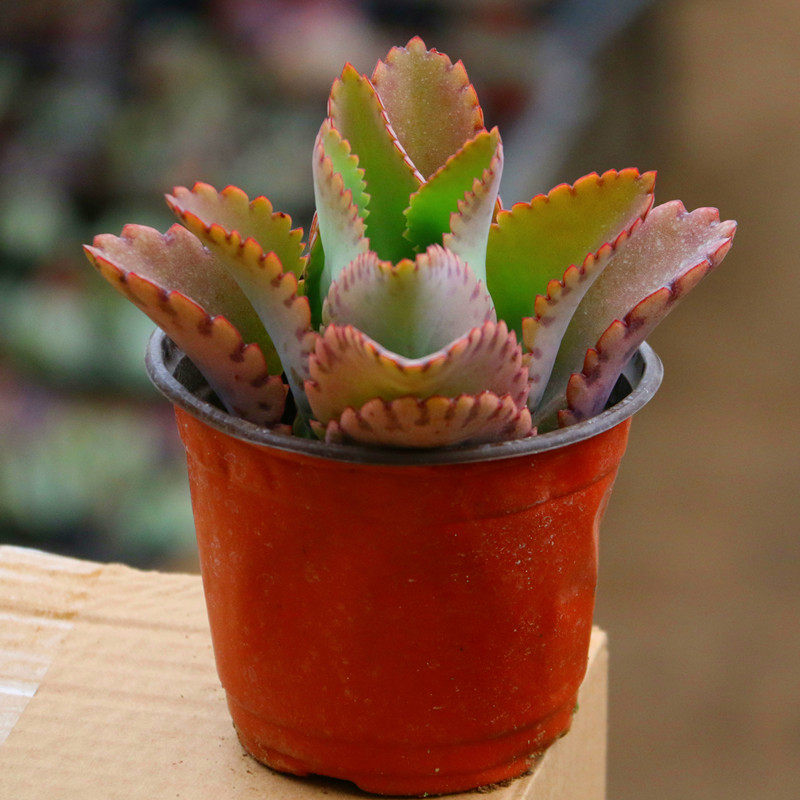 落地生根多肉不死鸟肉肉盆栽包活阔叶不死鸟盆栽绿植客厅阳台多肉