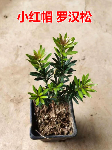 小红帽罗汉松红芽四季罗汉松