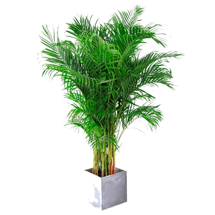 袖珍椰子盆栽散尾葵凤尾竹绿植室内客厅水土培植物四季常青易存活