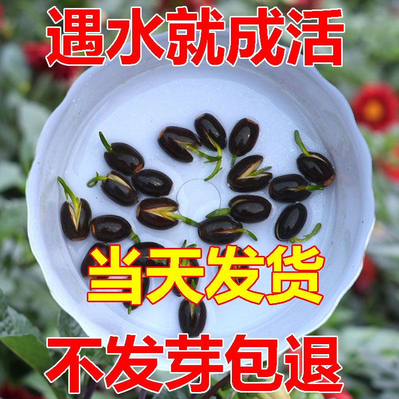 莲子水培植物荷花好养