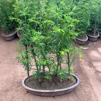 水杉四季室内绿植鱼缸造景