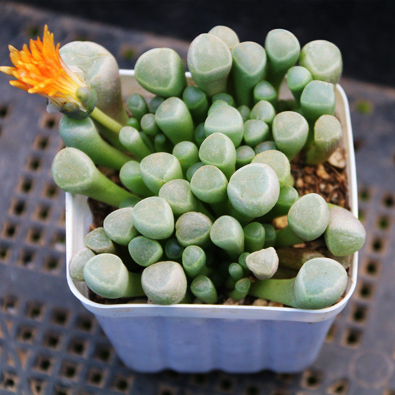 五十铃玉多肉盆栽番杏科满盆发货多头群生多肉植物盆栽组合萌肉肉