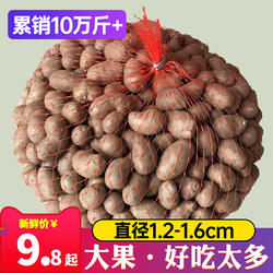 新鲜大号颗粒铁棍山药豆陈集农家淮怀山药蛋糖葫芦山药豆5斤装