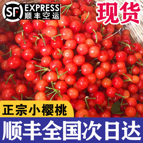 攀枝花米易凉山小樱桃顺丰空运