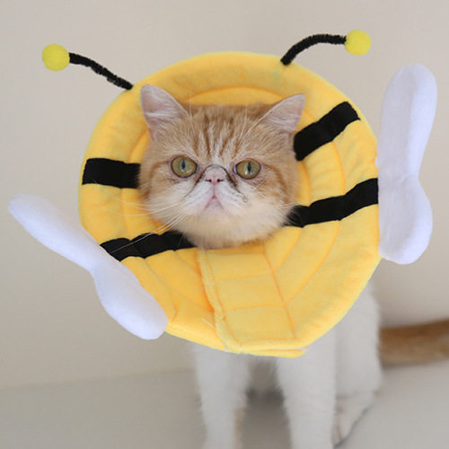宠物伊丽莎白圈猫咪术后