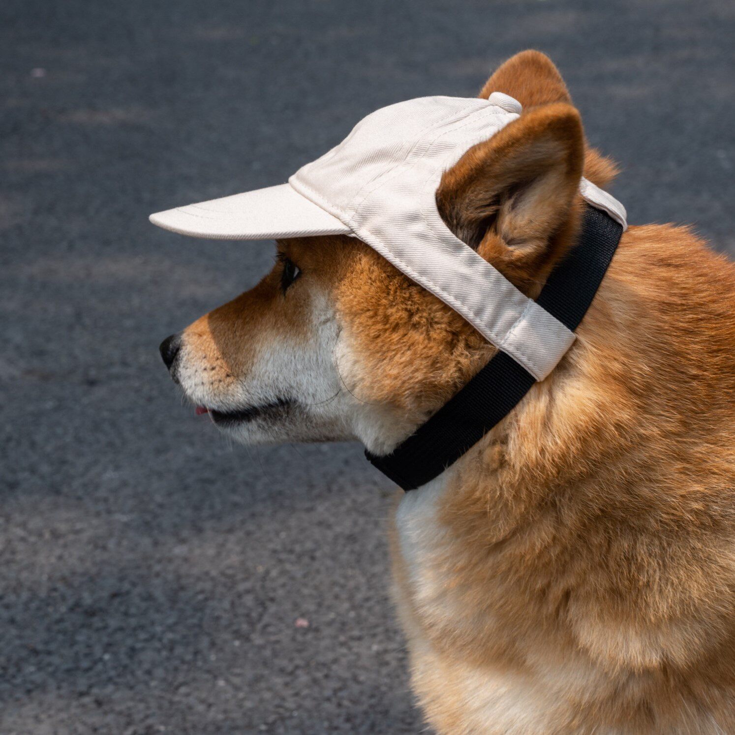 狗狗防晒帽露耳棒球帽柴犬柯基鸭舌帽小狗帽可调节宠物夏季太阳帽