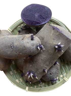 种子黑土豆紫色马铃薯黑美人黑金刚富含花青素5斤山东特产乌洋芋