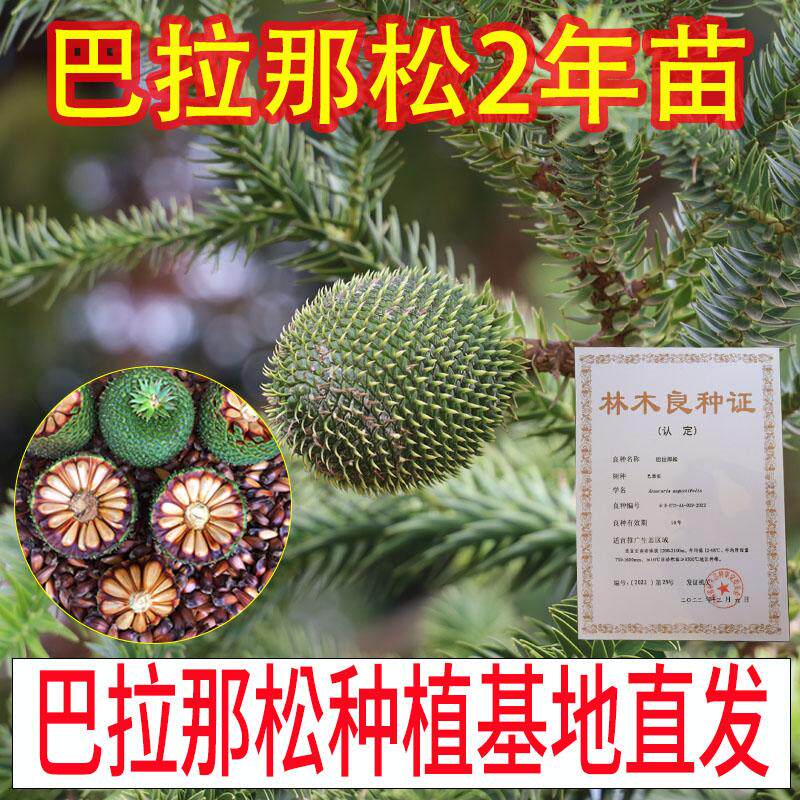 正宗苗云南基地直发苗木2年苗引进松品种巴拉那松树苗带土基地发