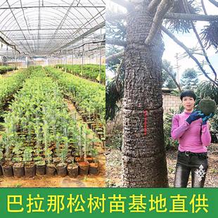 巴拉那松树苗1年苗云南基地直发拇指大松子树苗直发进口巴拉那松