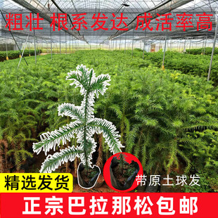 正宗巴拉那松树苗1到5年苗巴西进口树种巴拉纳松云南种植基地直发