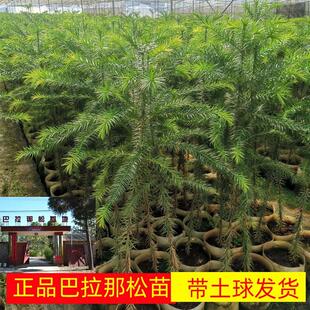 正宗巴拉那松树苗1年苗引进松品种巴拉那松树苗大拇指松子树小苗