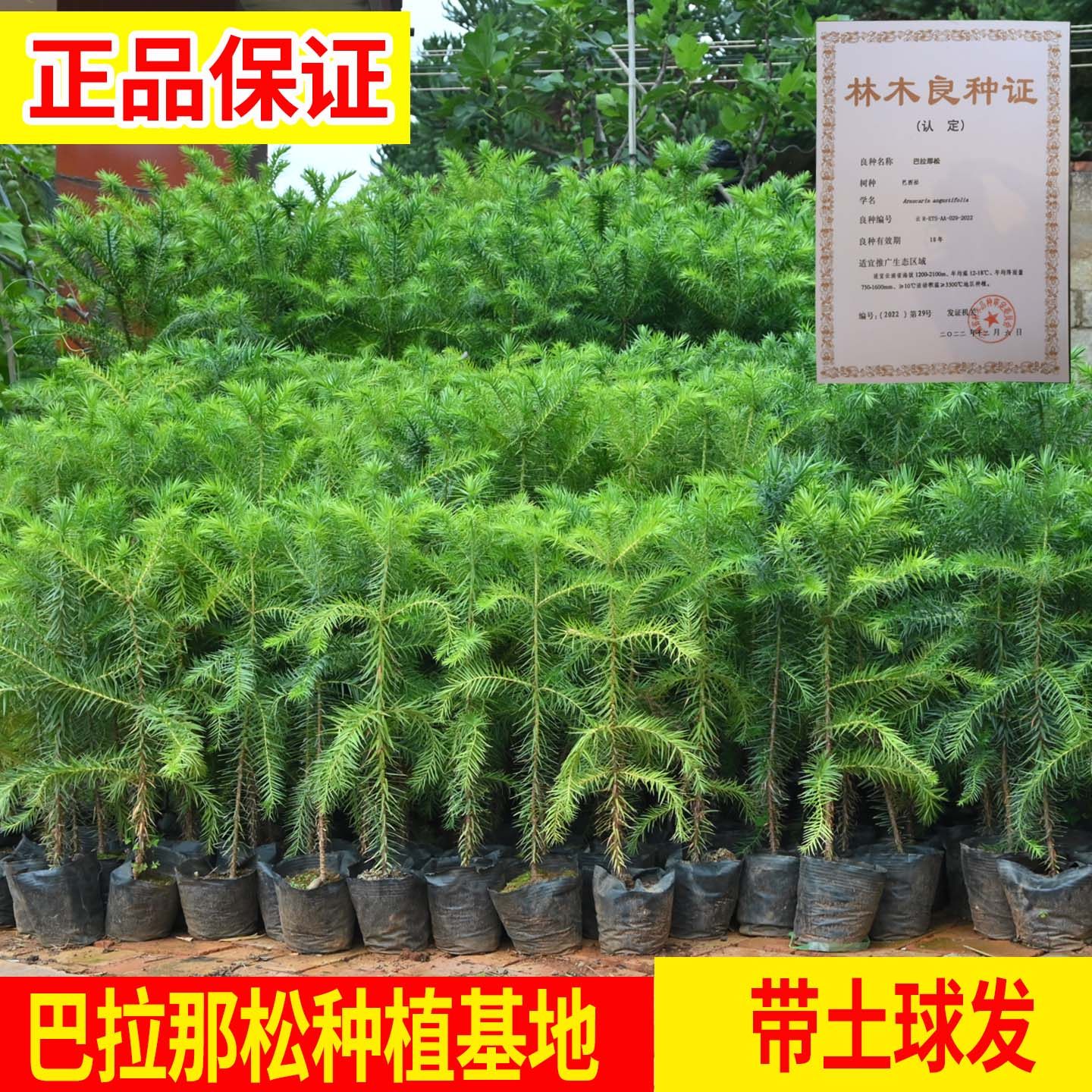 正宗巴拉那松树苗1到5年苗巴西进口树种巴拉纳松松子树云南种植发