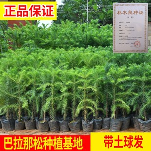 正宗巴拉那松树苗1到5年苗巴西进口树种巴拉纳松松子树云南种植发