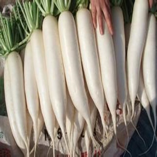 人参菜种子价格 人参菜种子图片 星期三