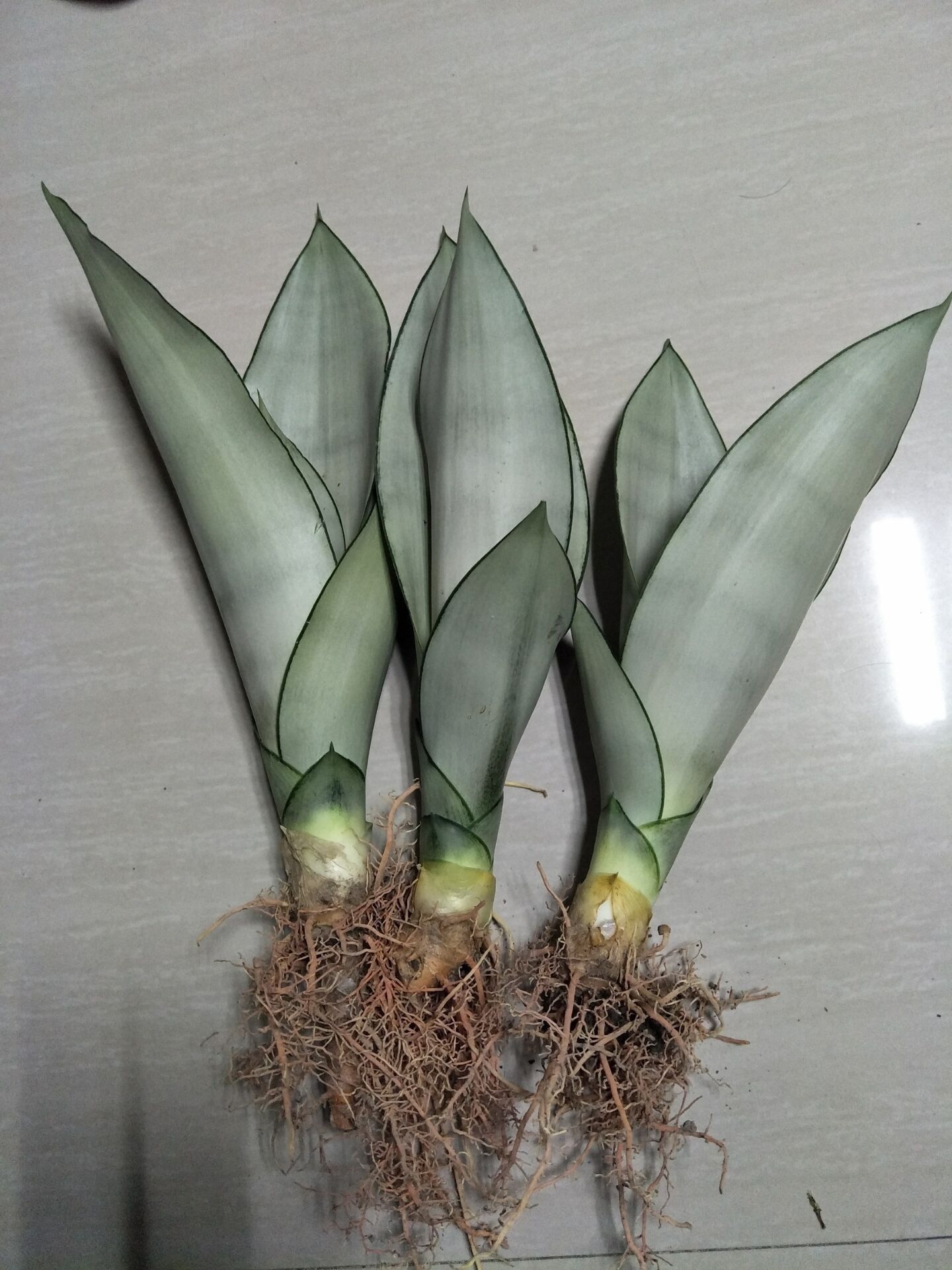 白玉虎皮兰盆栽植物室内吸甲醛防辐射绿植裸苗包邮