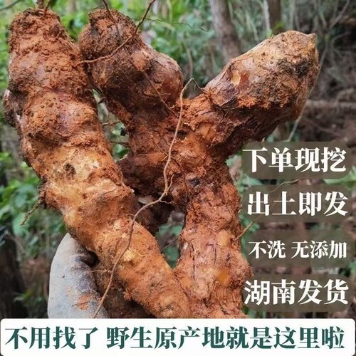 新鲜湖南野生土茯苓硬饭头