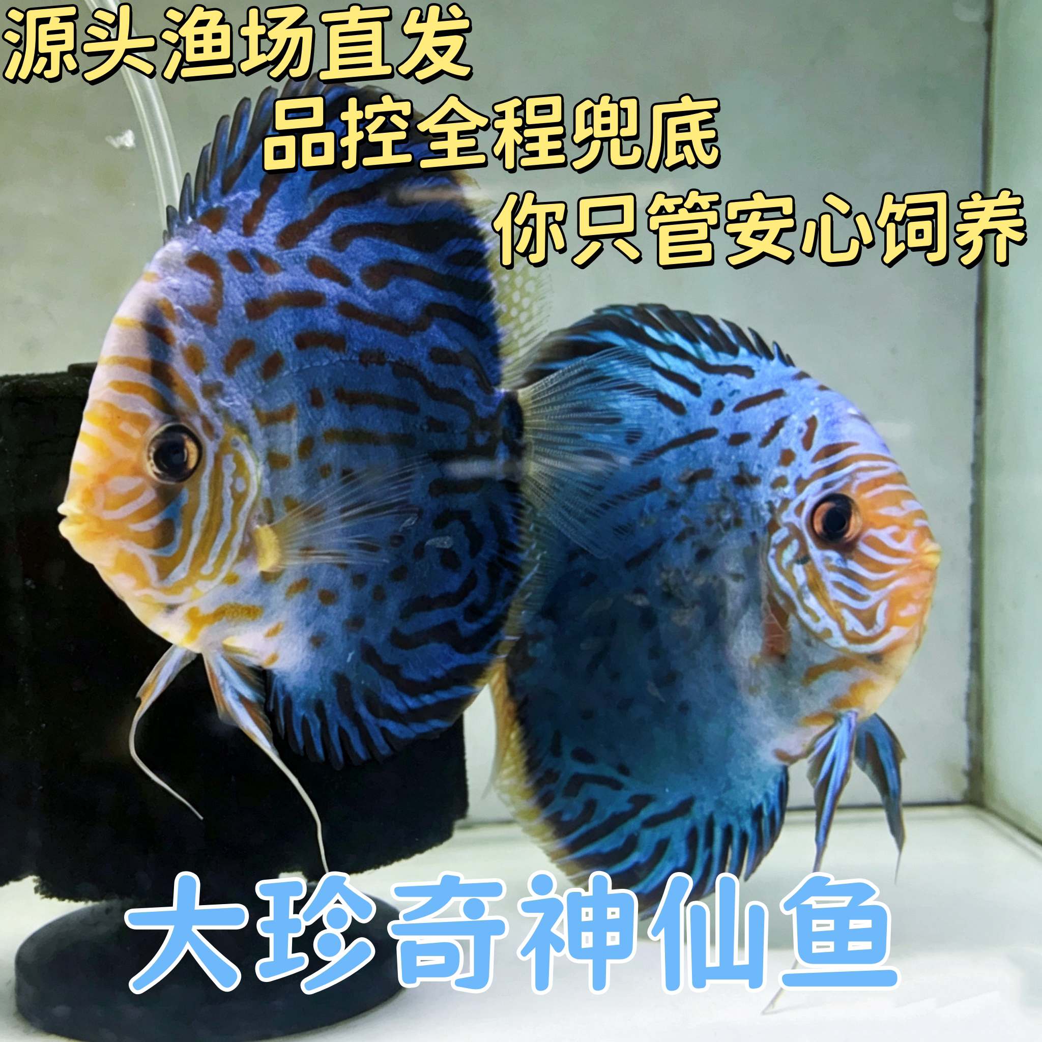 大珍奇七彩神仙鱼活体包健康