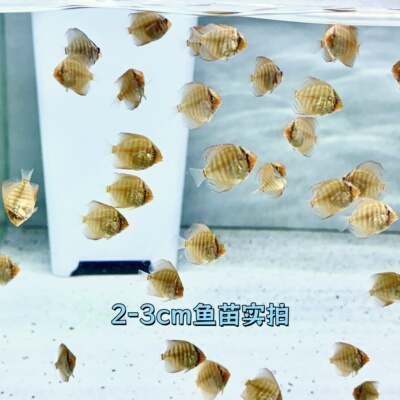 大珍珠神仙鱼小苗淡水观赏鱼精品鱼苗包邮包活