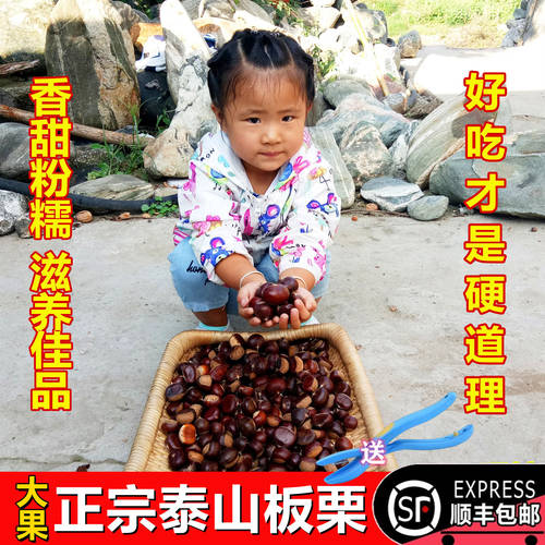 【现摘】2024年新鲜泰山5斤板栗