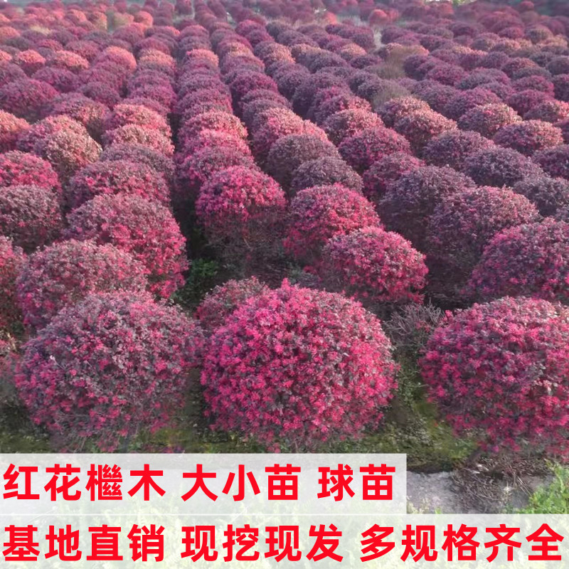 红花继木苗庭院绿植红花檵木球耐寒好养活四季常绿园林绿化工程苗