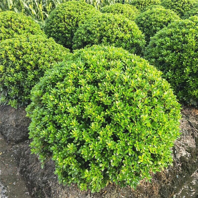 海桐树苗庭院绿化四季常青海桐球耐寒植物行道庭院围墙绿篱笆