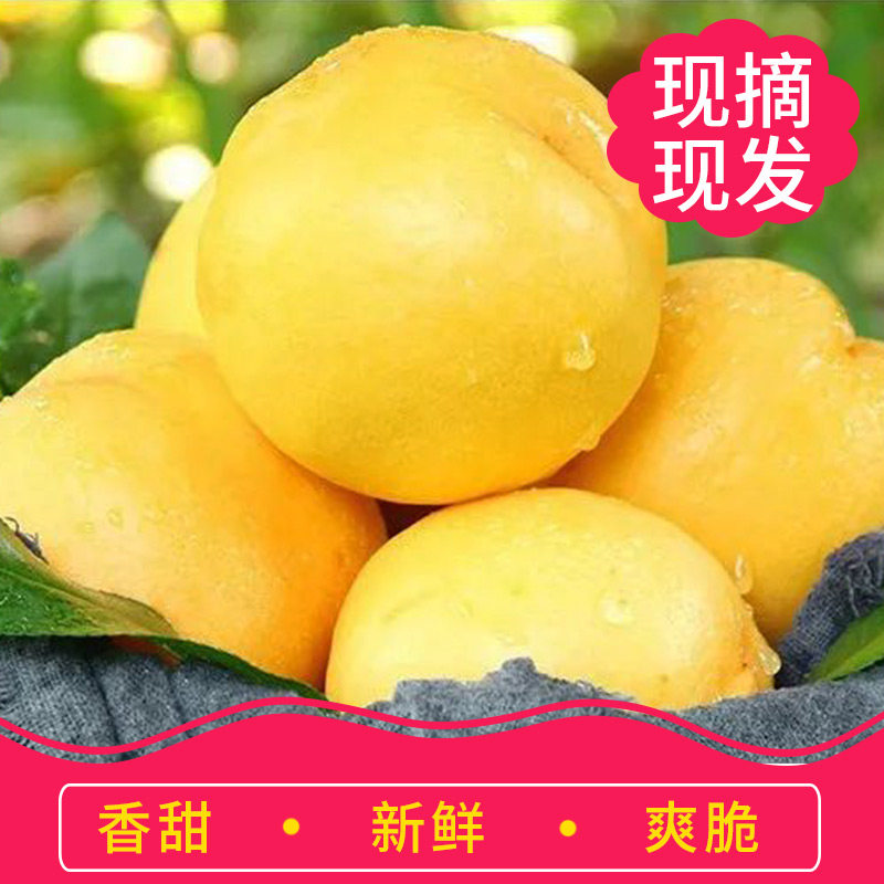 蒙阴蜜桃黄金油桃露天应季水果脆甜桃子孕妇宝宝整箱现摘自家果园