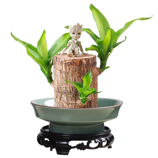 水培哥窑窑变富贵竹巴西木菖蒲球盆景多肉家用桌面客厅水果盘陶瓷